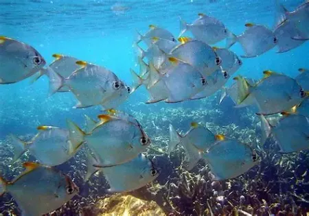 Billede til varegruppe Diamant tetra (Moenkhausia pittieri)