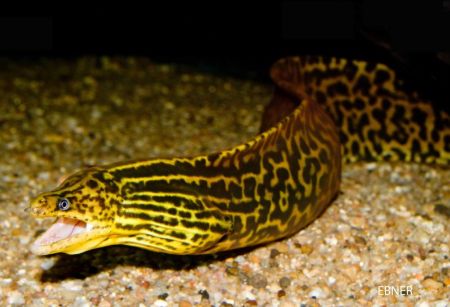 Billede til varegruppe Ål