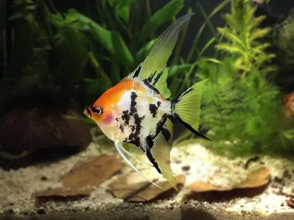 Billede af Pterophyllum scalare - Veiltail tricolor angel