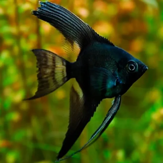 Billede af Pterophyllum scalare - Veiltail Angel black